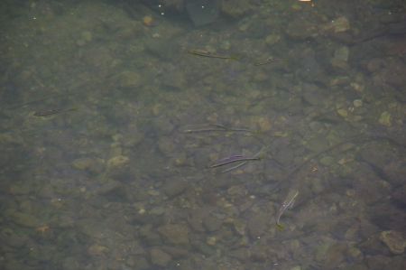 よ〜く見るとお魚が!.jpg