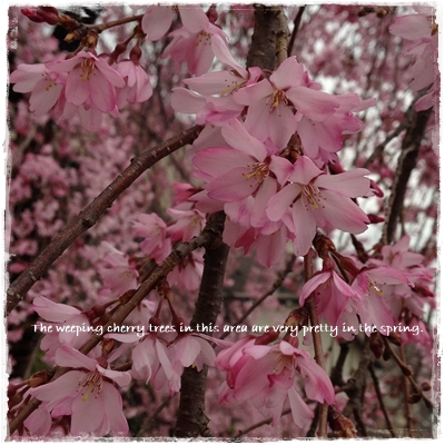 枝垂桜.jpg